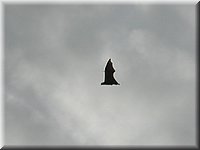 P1011345.JPG